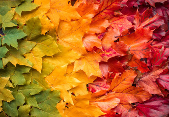 Background of multi-colored leafy leaves. Gradient color change from green to red