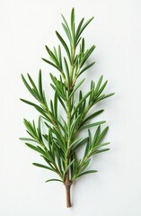 Fototapeta premium green rosemary, herb for cooking on white background