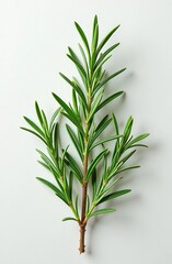 Fototapeta premium rosemary on a wooden background