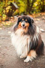 Obraz premium Collie Scottish Sheepdog long-haired on a walk in autumn