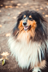 Portrait of a longhaired Scottish Shepherd collie on a walk in autumn