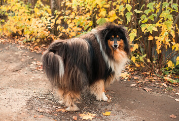Collie Scottish Sheepdog long-haired on a walk in autumn