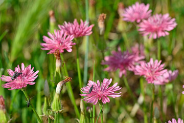 Roter Pippau mit Scheinbockkäfern // pink hawk's-beard (Crepis rubra)