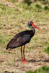 Black Stork 
