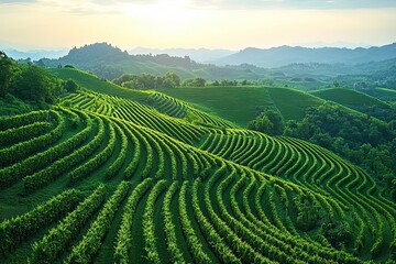 Aerial view of a terraced green vineyard landscape.