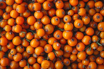 Sea buckthorn berry texture background, hippophae fruits pattern, many sandthorn berries mockup