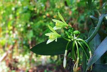 Pollinated vanilla orchid pods, beans, buds, and flowers growing on plant vine from tropical...