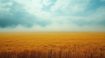 Clouds loom over a golden wheat field in this atmospheric shot.