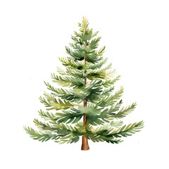 Watercolor Fir Tree Illustration