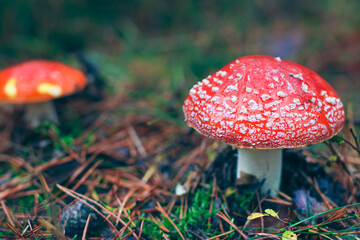 Mature Amanita Muscaria, Known as the Fly Agaric or Fly Amanita: Healing and Medicinal Mushroom with Red Cap Growing in Forest. Can Be Used for Micro Dosing, Spiritual Practices and Shaman Rituals