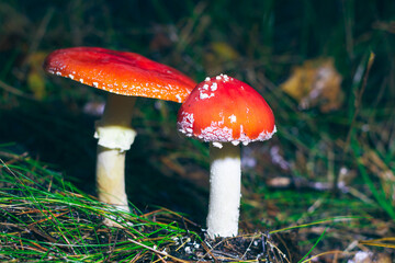 Two Amanita Muscaria, Known as the Fly Agaric or Fly Amanita: Healing and Medicinal Mushroom with Red Cap Growing in Forest. Can Be Used for Micro Dosing, Spiritual Practices and Shaman Rituals