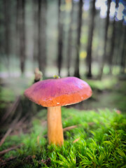 Mushrooms in the forest