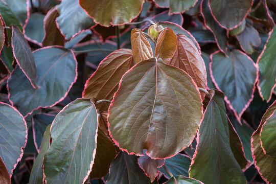 Leaves of Acalypha Wilkesiana in family Euphorbiaceae. t Marginata. Vibrant dark green leaf with unique serrated edges with pink border. Copperleaf, Jacob's coat and Flamengueira. Canary Islands.
