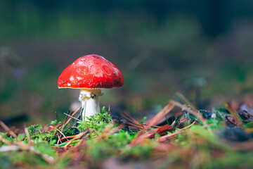 Amanita Muscaria, Known as the Fly Agaric or Fly Amanita: Healing and Medicinal Mushroom with Red Cap Growing in Forest. Can Be Used for Micro Dosing, Spiritual Practices and Shaman Rituals