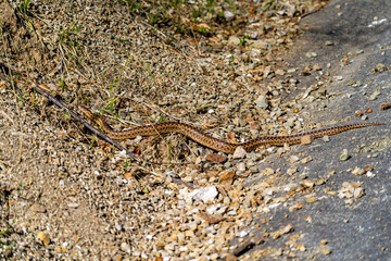 Pacific gopher snake (Pituophis catenifer catenifer) on the path.