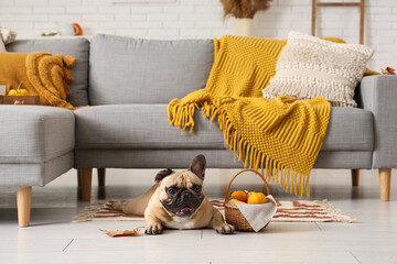 Cute French bulldog and wicker basket with pumpkins in living room. Thanksgiving Day celebration