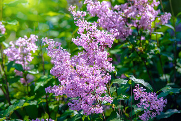Pink lilac blooms in the Botanical garden
