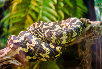 A carpet python is lying on a tree branch
