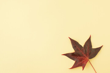 Colourful maple leaf on yellow background, copy space. Autumn colors concept. Greeting card.
