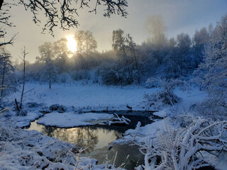snow covered trees