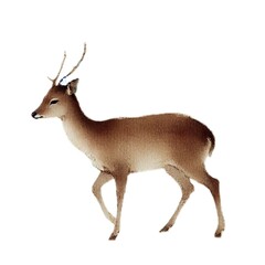 Fototapeta premium Deer シカ