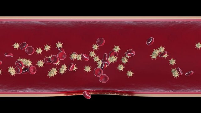 Red blood cells and platelets in wound healing demonstrating Hemostasis process