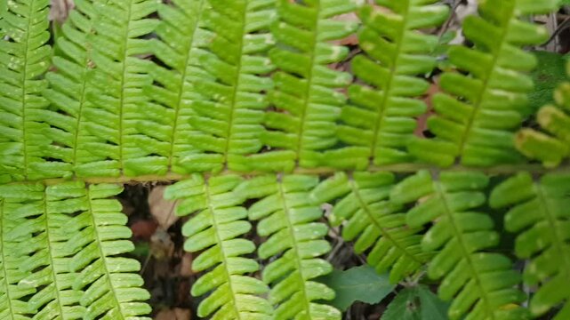Dive into the intricate world of ferns with this mesmerizing macro close-up of Pteridium. Witness the delicate movement of fronds and the stunning texture of these ancient plants. 