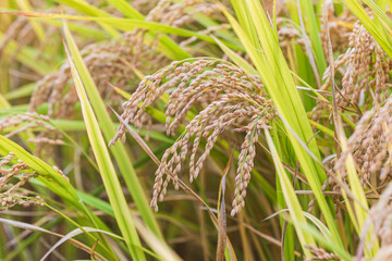 Autumn grains - ears of rice with their heads bowed. 