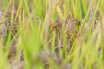 Autumn grains - ears of rice with their heads bowed. 
