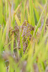 Autumn grains - ears of rice with their heads bowed. 