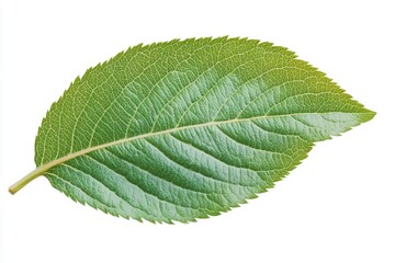 Fototapeta premium Single green apple leaf on a surface