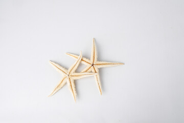 Close-up photo of Dried starfish or sea star isolated on white background. Empty blank copy text space. Concept for ocean decoration ornament.