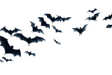 silhouette of a flock of bats