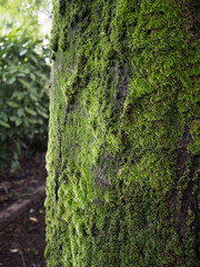 Close up of moss growing on tree trunk in forest