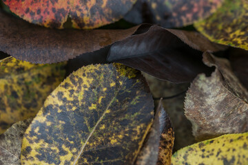 Withered leaves of fruit trees in autumn garden