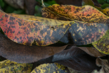 Withered leaves of fruit trees in autumn garden