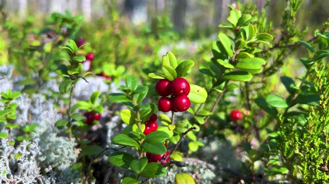 The red lingonberry berry grows in the forest on a bush. Wild wild berry. Nature in autumn. Ripe lingonberry in a quiet sunny forest. Lingonberry berries on cinematic bushes among moss in the forest. 