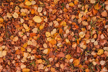 Autumn leaf nature texture. Fall tree leaves and grass. Red, yellow and orange color foliage pattern. Top view autumnal backdrop.