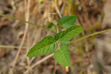 Soybean leaves