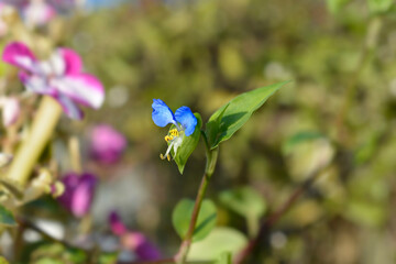 Asiatic dayflower
