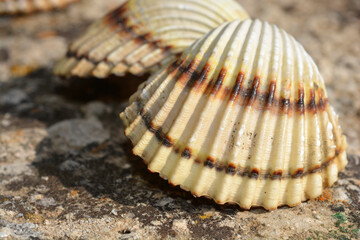 Open common cockle shell on a concrete surface