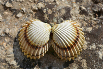 Open common cockle shell on a concrete surface