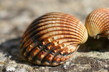 Open common cockle shell on a concrete surface