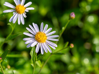 Obraz premium 朝露に濡れたヨメナの花