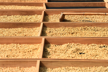 Close up of coffee beans drying in the sun           