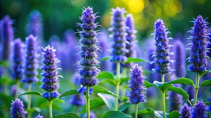 Fototapeta premium In a tranquil garden, the Agastache Anise Hyssop Blue Fortune radiates serenity, its vibrant hues and fragrant aroma inviting peaceful contemplation amidst the natural beauty.