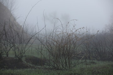 Autumn foggy morning. Country landscape