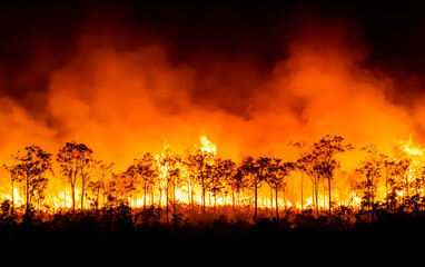 Raging Forest Fire Consuming Trees