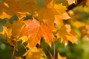 Bright autumn leaves on a maple tree in autumn