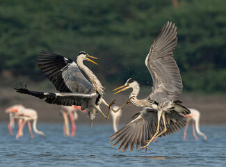 Two gray herons are fighting each other for their territory, with some flamingos in the background